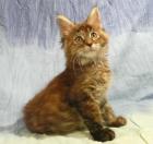 MAINE COON Kitten Coonie